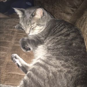 Meet your Posher, Izzy